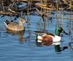 Northern%20Shoveler%201,%20breeding%20pair%20(Duck%20Ponds,%201-08)b